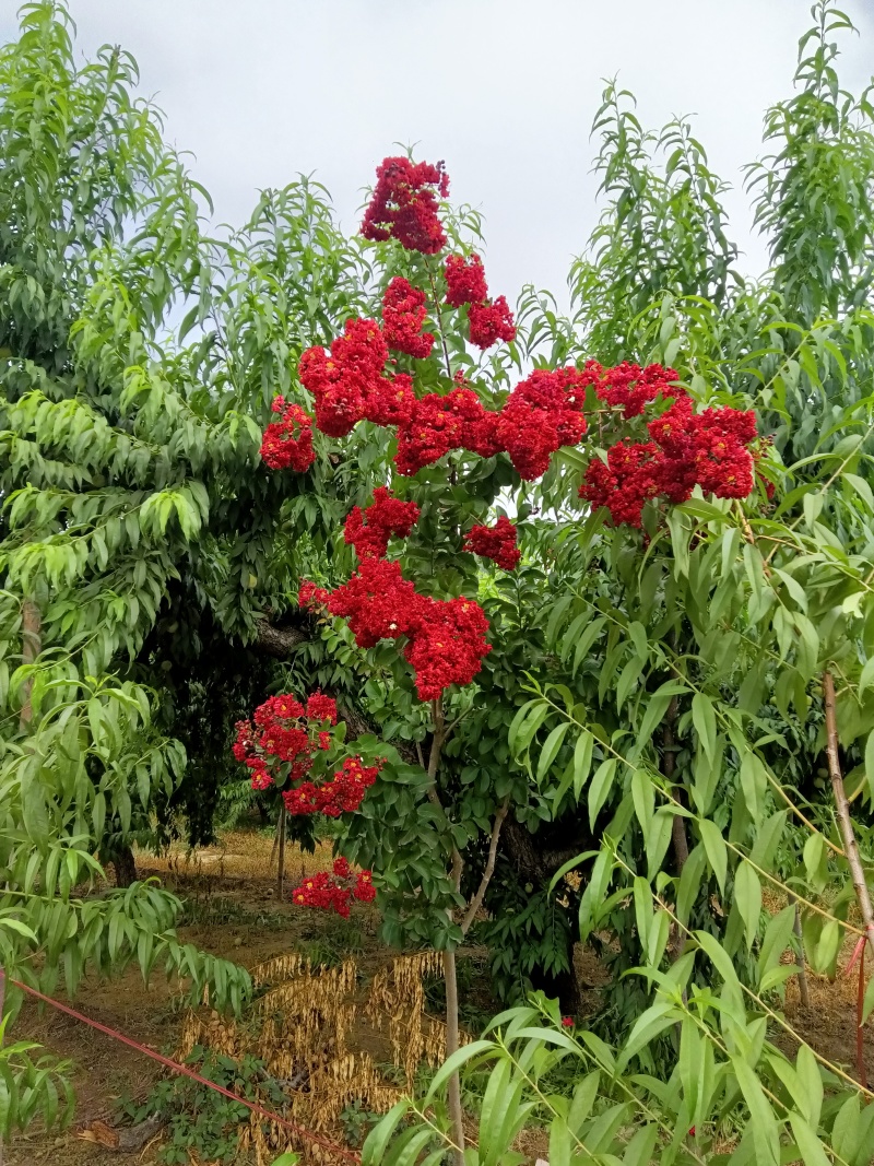 红火球紫薇3——5公分