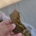 厂家直接发货棉籽饼，棉籽饼纯绿色有机肥料，和养殖饲料