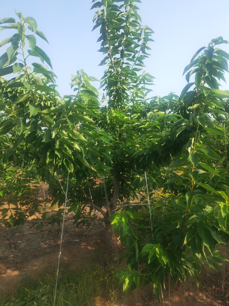 出售5年整大樱桃树