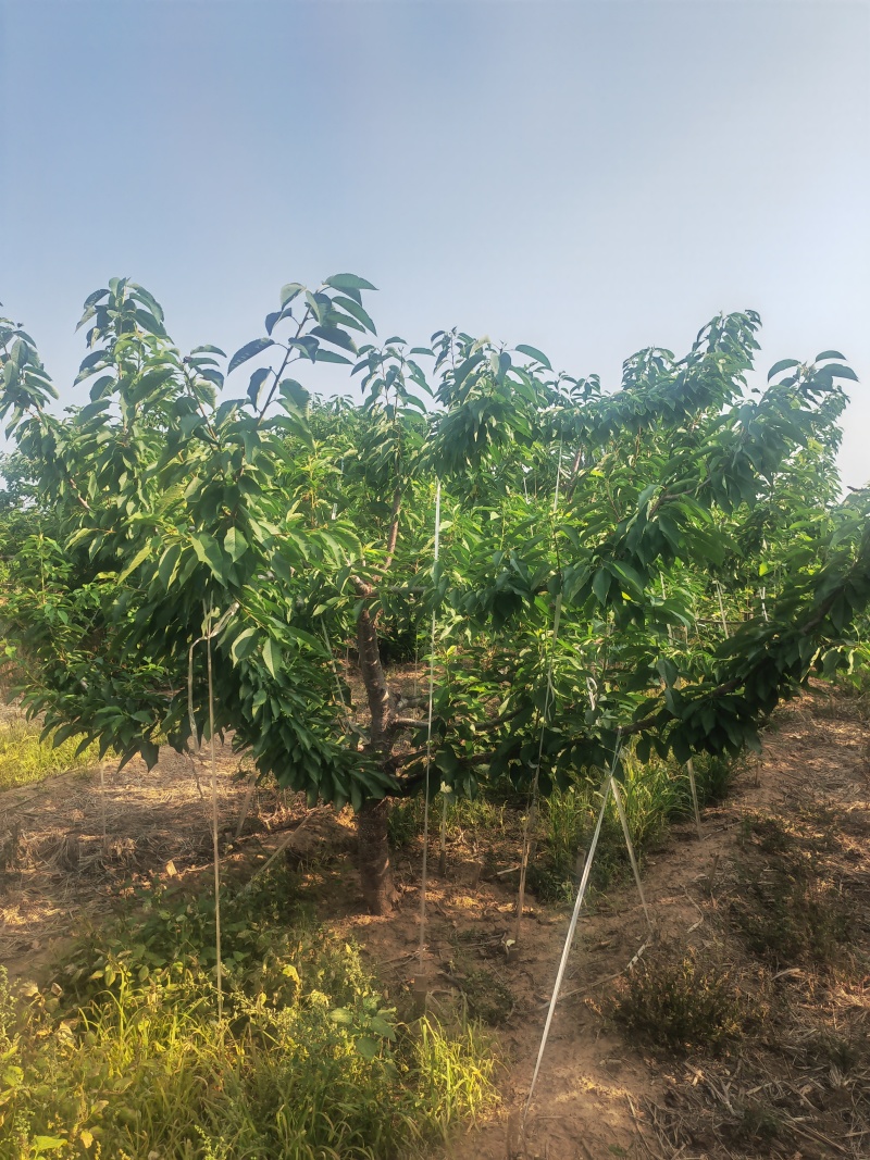 出售5年整大樱桃树