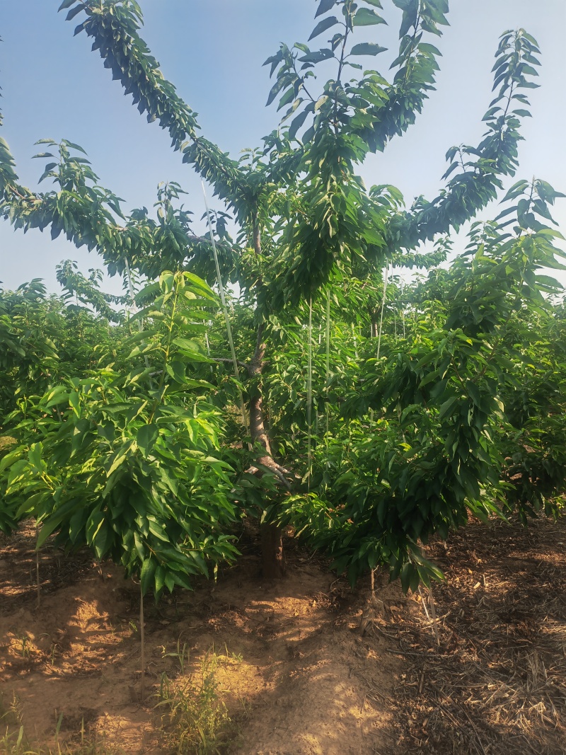 出售5年整大樱桃树