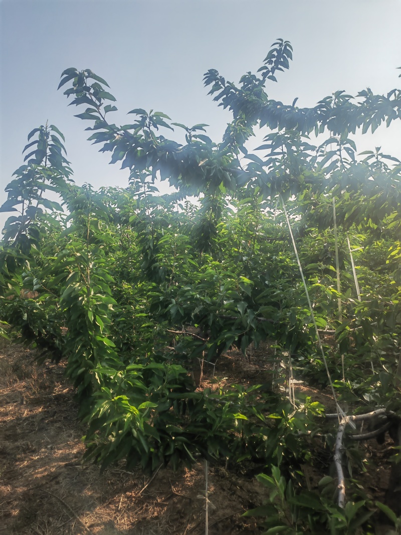 出售5年整大樱桃树