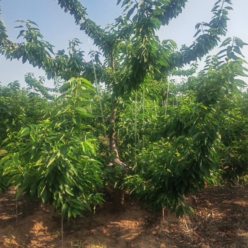 出售5年整大樱桃树