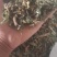 薄荷咀子，薄荷饮片，1公分切段，需要来电
