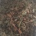 薄荷咀子，薄荷饮片，1公分切段，需要来电