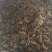 薄荷咀子，薄荷饮片，1公分切段，需要来电
