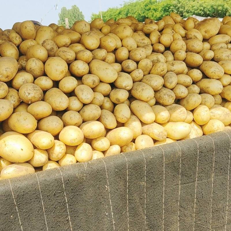 新沃土荷兰希森全国代发质量保证自己的专业团队为你护航