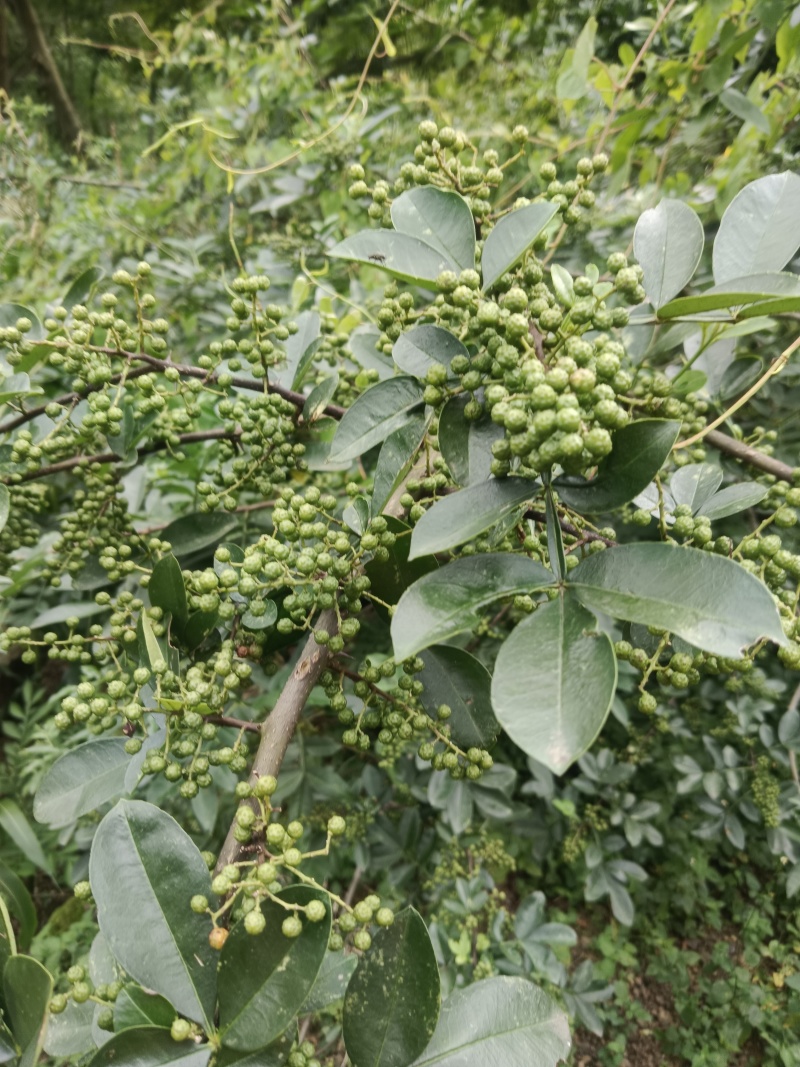 青花椒，产地直发