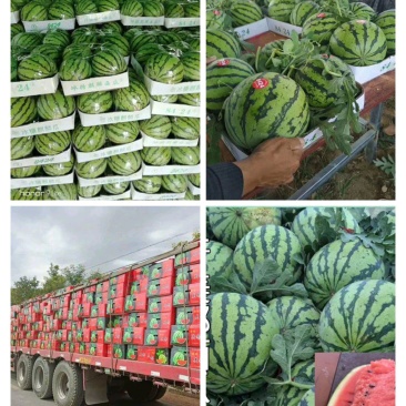 万亩精品有籽美都西瓜基地现摘现采产地直发