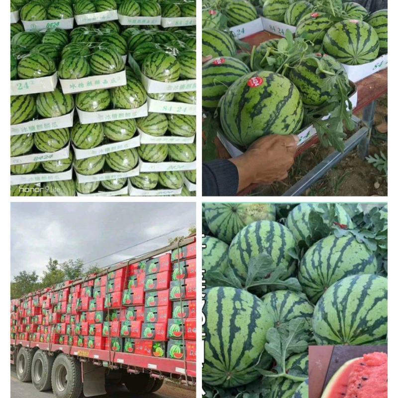 万亩精品有籽美都西瓜基地现摘现采产地直发