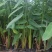 再力花水生植物基地发货一首货源可提供技术指导