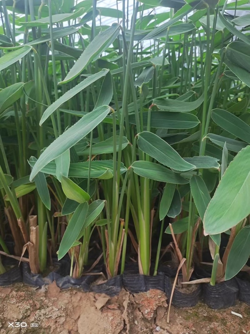 再力花水生植物基地发货一首货源可提供技术指导