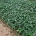 再力花水生植物基地发货一首货源可提供技术指导