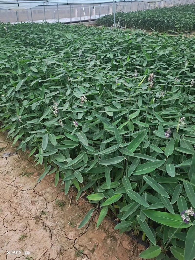 再力花水生植物基地发货一首货源可提供技术指导