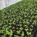 【木瓜苗】水果木瓜组培苗规格8-20公分，欢迎电话咨询
