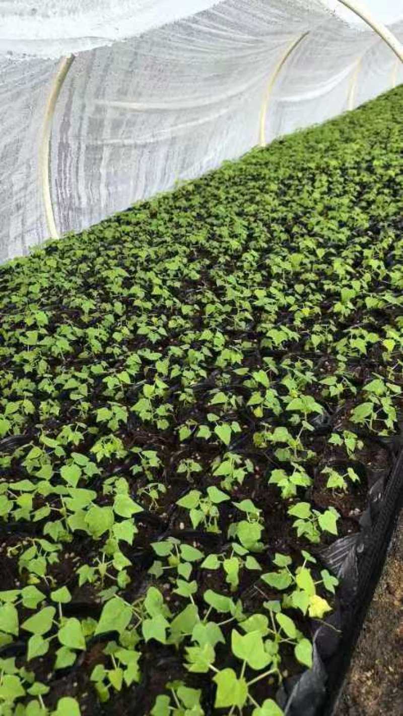 【木瓜苗】水果木瓜组培苗规格8-20公分，欢迎电话咨询