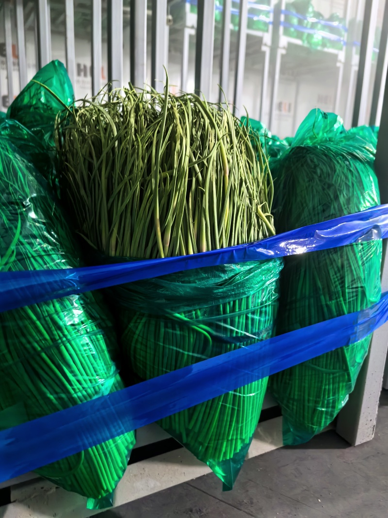 邳州红帽蒜苔货源充足产地直发质量有保证欢迎来采购