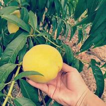 湖北枣阳黄金冠黄桃大量上市了，可视频，产地直供