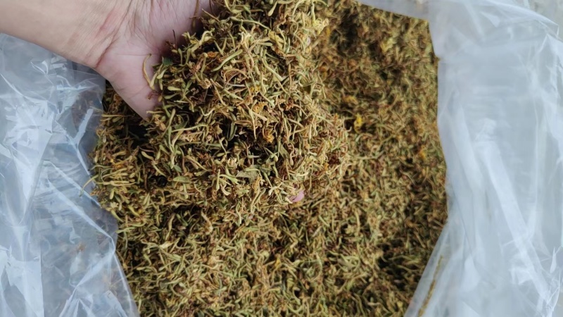 精品金银花产地直发品质保证量大从优一手货源欢迎联系