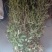 仙鹤草