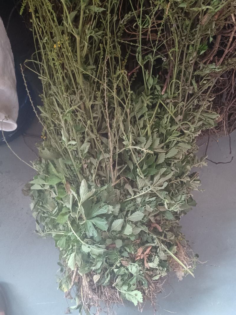 仙鹤草