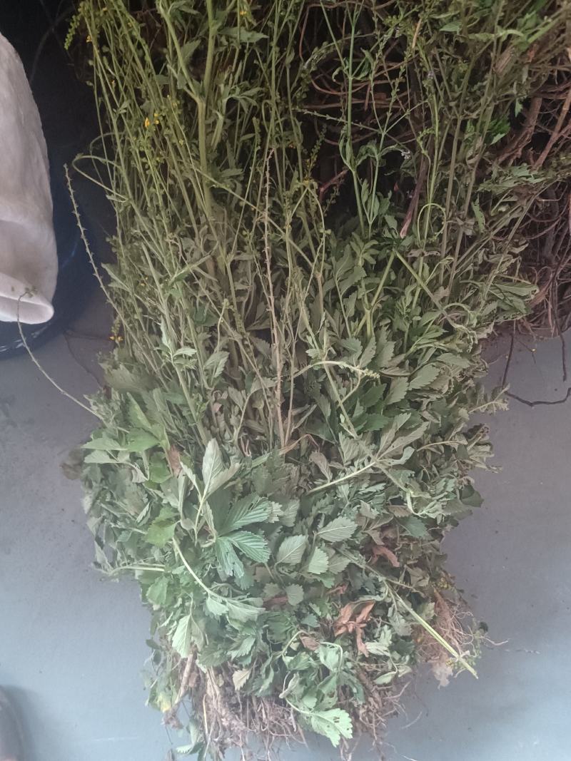 仙鹤草