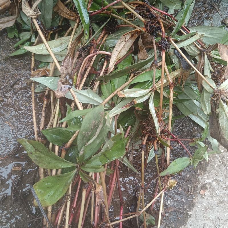 追风伞，落地梅