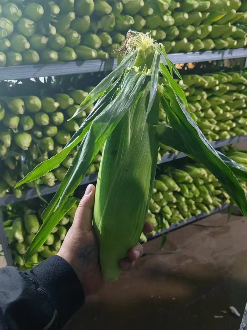兰州水果玉米大量有货