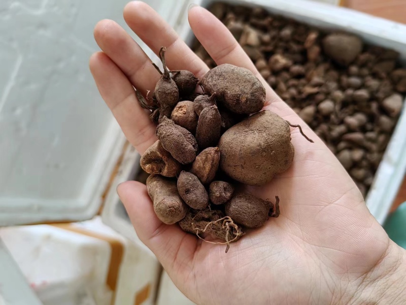 精品野生三叶青产地直发品质保证量大从优欢迎联系