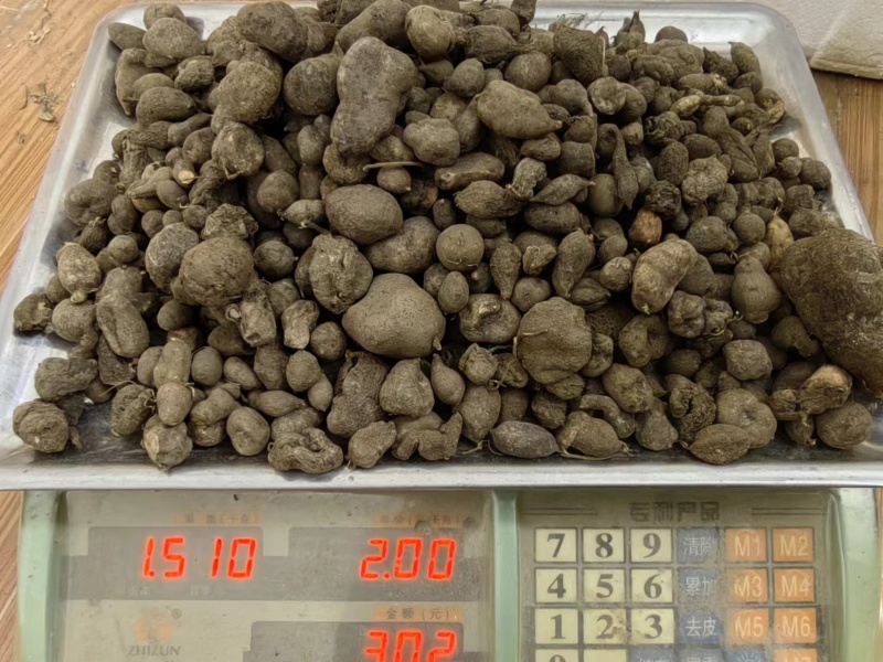 精品野生三叶青产地直发品质保证量大从优欢迎联系