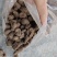 精品野生三叶青产地直发品质保证量大从优欢迎联系