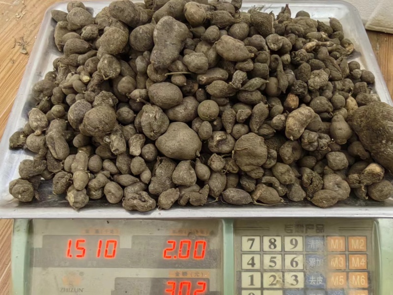 精品野生三叶青产地直发品质保证量大从优欢迎联系