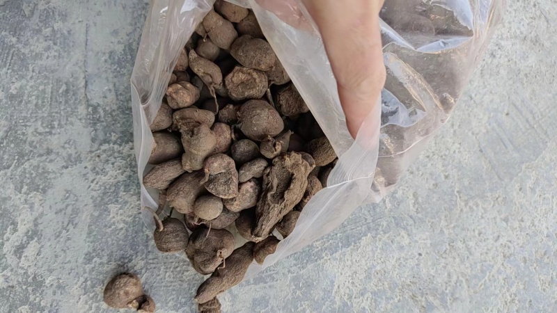 精品野生三叶青产地直发品质保证量大从优欢迎联系