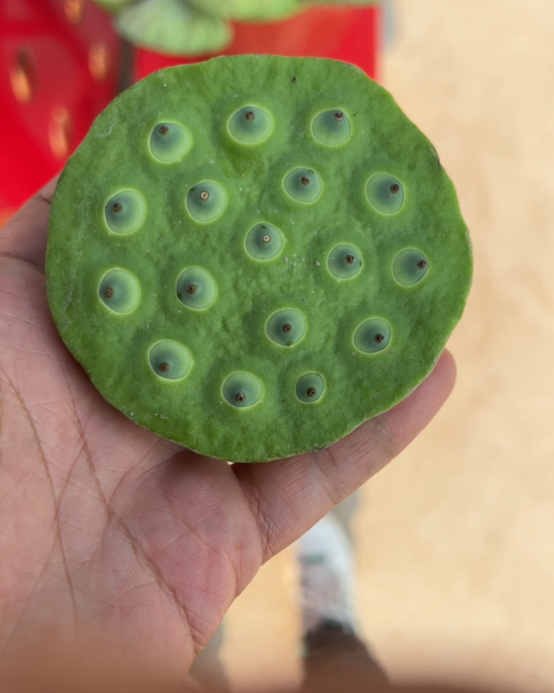 水果莲蓬