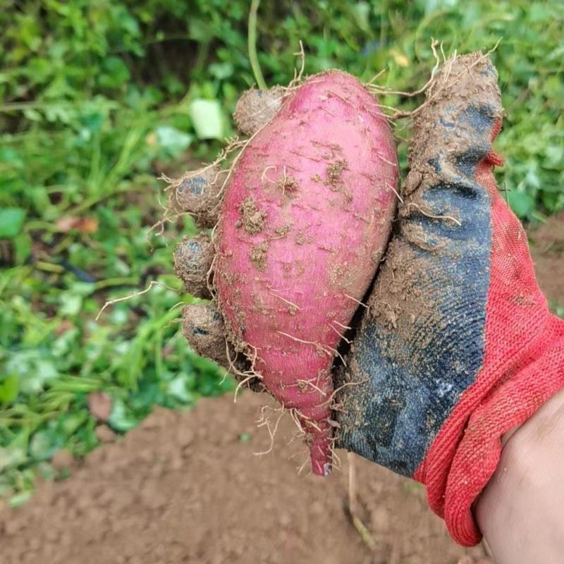 玛莎莉红薯