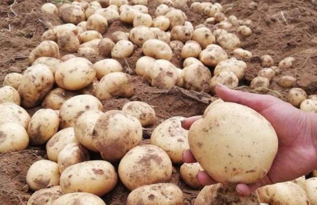 田间生长的马铃薯植株与收获的土豆特写