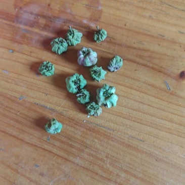 算盘子根，叶，果