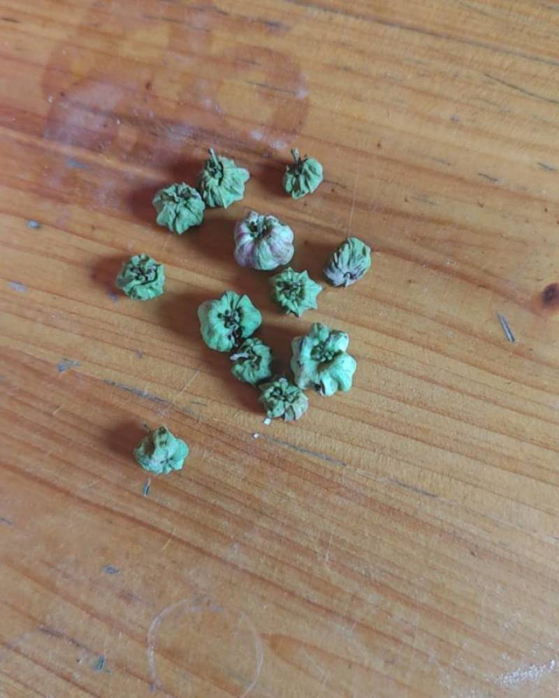 算盘子根，叶，果