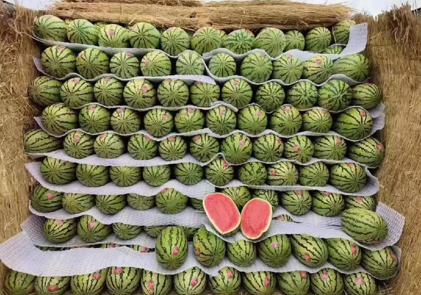 新鲜西瓜与肝脏结构对比图,展现西瓜营养成分对肝脏细胞的保护作用 西瓜与肝脏健康