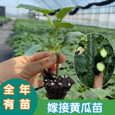 嫁接黄瓜苗绿瓤瓜把短黑油产量高抗病能力强