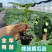 嫁接黄瓜苗绿瓤瓜把短黑油产量高抗病能力强