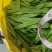 豆角大量上市一条龙服务冷库打包欢迎各位老来电