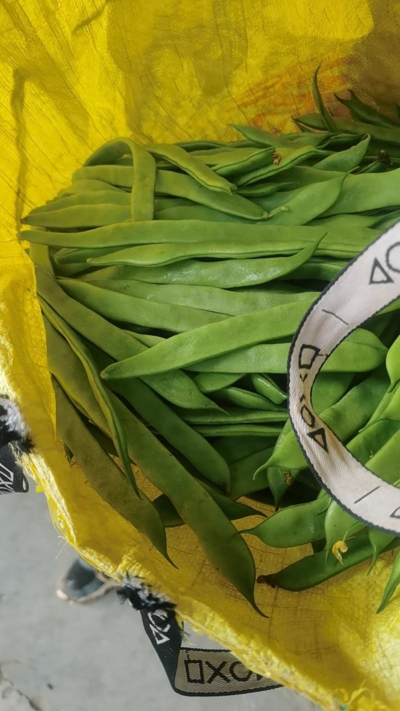 豆角大量上市一条龙服务冷库打包欢迎各位老来电