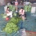 豆角大量上市中