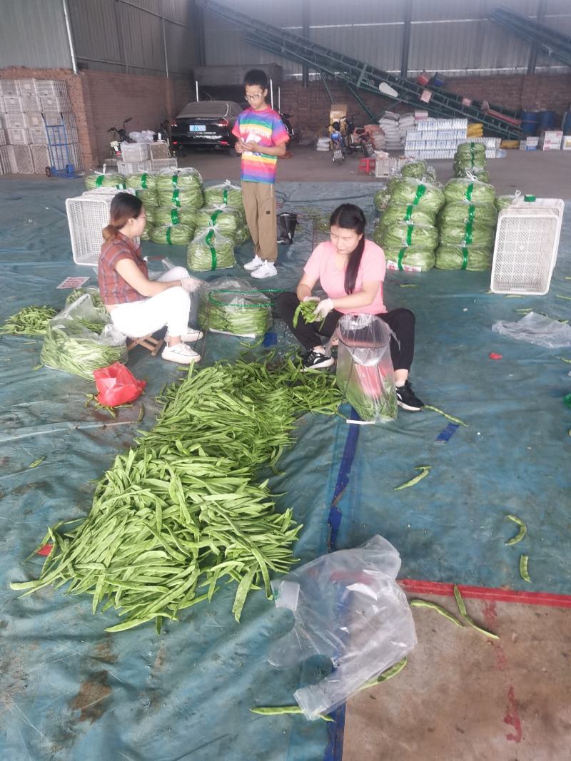 豆角大量上市中