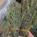 独脚金好货新货，颜色绿，品质好，规格齐全，一手货源