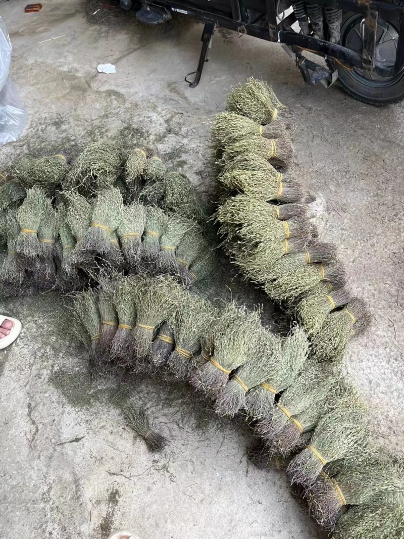 独脚金好货新货，颜色绿，品质好，规格齐全，一手货源