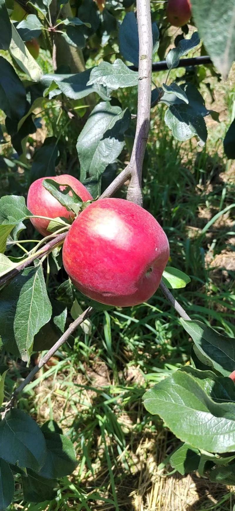 昭通华硕苹果产地直发，大量上市，对接市场商超口感好