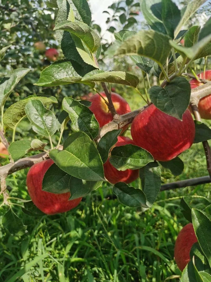 昭通华硕苹果产地直发，大量上市，对接市场商超口感好