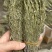 独脚金好货新货，颜色绿，品质好，规格齐全，一手货源